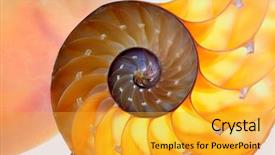 Presentation with shell - Amazing PPT layouts having science mollusk - nautilus shell section backdrop and a  colored foreground