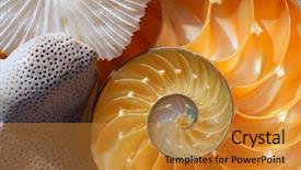  Presentation with mollusk - Theme with science mollusk - nautilus shell section background and a gold colored foreground