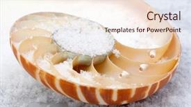  Presentation with shell gasoline - PPT theme having science mollusk - nautilus shell section background and a  colored foreground