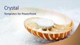  Presentation with mollusk - Audience pleasing slides consisting of science mollusk - nautilus shell section backdrop and a  colored foreground