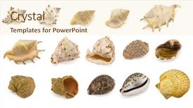  Presentation with mollusk - Colorful theme enhanced with science mollusk - sea shells collection isolated backdrop and a cream colored foreground