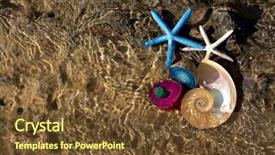  Presentation with mollusk - Audience pleasing theme consisting of science mollusk - underwater image of nautilus shell backdrop and a tawny brown colored foreground
