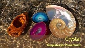  Presentation with mollusk - Cool new slides with science mollusk - underwater image of nautilus shell backdrop and a  colored foreground