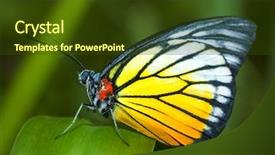  Presentation with butterfly - Audience pleasing PPT layouts consisting of science nature - butterfly on a leaf backdrop and a tawny brown colored foreground