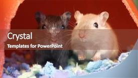  Presentation with pigs - Amazing presentation having science nose - motion of funny guinea pigs backdrop and a tawny brown colored foreground