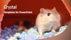  Presentation with pigs - Presentation theme consisting of science nose - motion of funny guinea pigs background and a crimson colored foreground