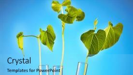  Presentation with test tube laboratory - Slides having science nutrien - young haricot plant background and a  colored foreground