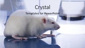  Presentation with rat - Theme consisting of science rats - laboratory rat background and a  colored foreground