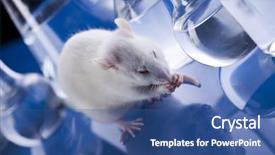  Presentation with rat - Slides enhanced with science rats - laboratory rat background and a  colored foreground