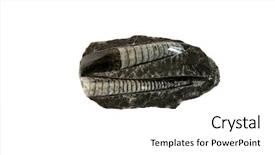  Presentation with animal - Presentation theme consisting of science vertebrate invertebrates - genuine fossilized tubular sea animal background and a white colored foreground