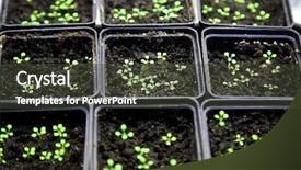  Presentation with scientific - Colorful presentation theme enhanced with scientific laboratory growing arabidopsis selection backdrop and a tawny brown colored foreground