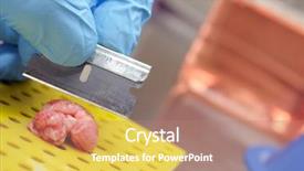  Presentation with lab test - Audience pleasing theme consisting of scientific test on animal brain backdrop and a coral colored foreground