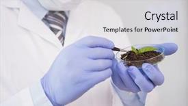  Presentation with petri dish - Presentation theme enhanced with scientist analysing plant in petri background and a  colored foreground