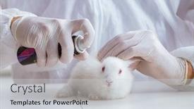  Presentation with lab animal - Slide deck enhanced with scientist-doing-animal-experiment background and a light gray colored foreground