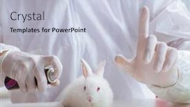  Presentation with lab animal - Amazing slide set having scientist-doing-animal-experiment backdrop and a lemonade colored foreground