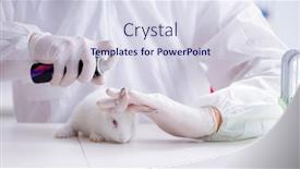  Presentation with lab animal - Amazing slide deck having scientist-doing-animal-experiment backdrop and a sky blue colored foreground
