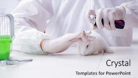  Presentation with rabbit - Amazing theme having scientist doing animal experiment backdrop and a white colored foreground