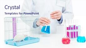  Presentation with rat experiment - Audience pleasing theme consisting of scientist doing experiments with rat backdrop and a sky blue colored foreground