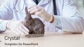  Presentation with animal testing - Audience pleasing PPT theme consisting of scientist doing testing on animals backdrop and a soft green colored foreground
