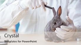  Presentation with animal testing scientist doing experiment - Amazing slide set having scientist doing testing on animals backdrop and a lemonade colored foreground