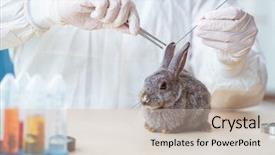  Presentation with rabbit - Beautiful slide set featuring scientist doing testing on animals backdrop and a soft green colored foreground