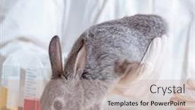  Presentation with testing - Colorful presentation design enhanced with scientist doing testing on animals rabbit backdrop and a soft green colored foreground