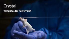  Presentation with tests - Presentation theme with scientist-holding-a-lab-mouse background and a navy blue colored foreground