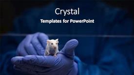  Presentation with tests - PPT theme enhanced with scientist-holding-a-lab-mouse background and a navy blue colored foreground