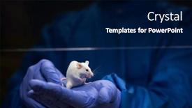  Presentation with tests - Presentation theme with scientist-holding-a-lab-mouse background and a navy blue colored foreground