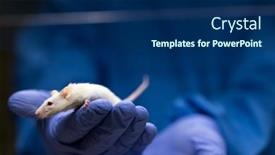  Presentation with tests - PPT theme featuring scientist-holding-a-lab-mouse background and a navy blue colored foreground