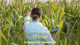  Presentation with corn field - PPT theme featuring scientist-in-corn-field-testing background and a tawny brown colored foreground