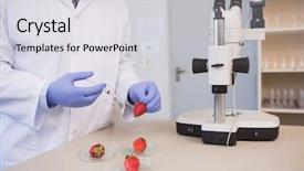  Presentation with strawberry - Slide set having scientist injecting strawberry in the laboratory background and a light gray colored foreground