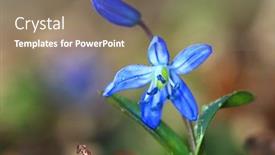  Presentation with spring - Audience pleasing PPT theme consisting of scilla-bifolia-spring-flowers backdrop and a coral colored foreground