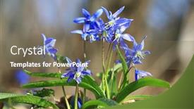 Presentation with forest morning - PPT theme featuring scilla-bifolia-wild-spring-flowers background and a violet colored foreground