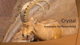  Presentation with rest - Beautiful PPT theme featuring scimitar horned ibex at rest backdrop and a coral colored foreground