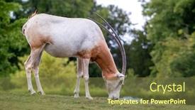  Presentation with animals habitat - Presentation design consisting of scimitar-horned-oryx-oryx-dammah background and a tawny brown colored foreground
