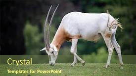  Presentation with animals habitat - Beautiful slides featuring scimitar-horned-oryx-oryx-dammah backdrop and a tawny brown colored foreground