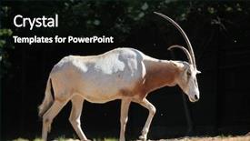  Presentation with sahara - Colorful slide deck enhanced with scimitar oryx oryx dammah also known as the sahara oryx or scimitar-horned oryx wildlife animal backdrop and a black colored foreground