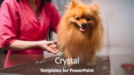  Presentation with pet - Slide set consisting of scissors claws of a dog background and a tawny brown colored foreground