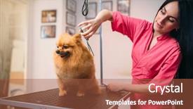  Presentation with pet grooming - Audience pleasing slides consisting of scissors makes grooming dog backdrop and a red colored foreground