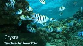  Presentation with coral - Audience pleasing presentation theme consisting of scissortail sergeants abudefduf sexfasciatus on a coral reef backdrop and a tawny brown colored foreground