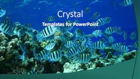  Presentation with coral - Presentation theme with scissortail sergeants on coral reef background and a ocean colored foreground