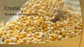  Presentation with maize - Colorful theme enhanced with scoop of the maize corn backdrop and a coral colored foreground