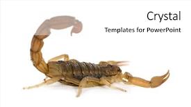  Presentation with navratri festival front page pdf - Slide deck consisting of scorpion - hottentotta hottentotta in front background and a white colored foreground