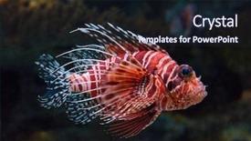  Presentation with underwater - Beautiful PPT theme featuring scorpion - lionfish underwater backdrop and a wine colored foreground