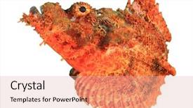  Presentation with fish immunology - Cool new slide deck with scorpion - scorpionfish fish isolated on white backdrop and a lemonade colored foreground