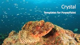  Presentation with coral reef - Beautiful PPT layouts featuring scorpion - scorpionfish fish on coral reef backdrop and a teal colored foreground