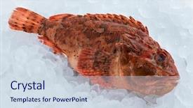  Presentation with preserved - Slide deck enhanced with scorpion - single fresh raw red scorpionfish background and a sky blue colored foreground