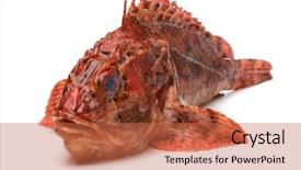  Presentation with tomato ketchup single red - Cool new theme with scorpion - single fresh raw red scorpionfish backdrop and a red colored foreground
