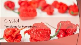  Presentation with pepper - Colorful PPT theme enhanced with scorpion - super hot pepper carolina reaper backdrop and a coral colored foreground